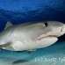 shark_tiger_ft_lbb_h_4352_bah5033.jpg